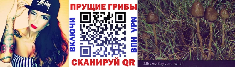 OMG ССЫЛКА Фёдоровский Галлюциногенные грибы Psilocybine cubensis